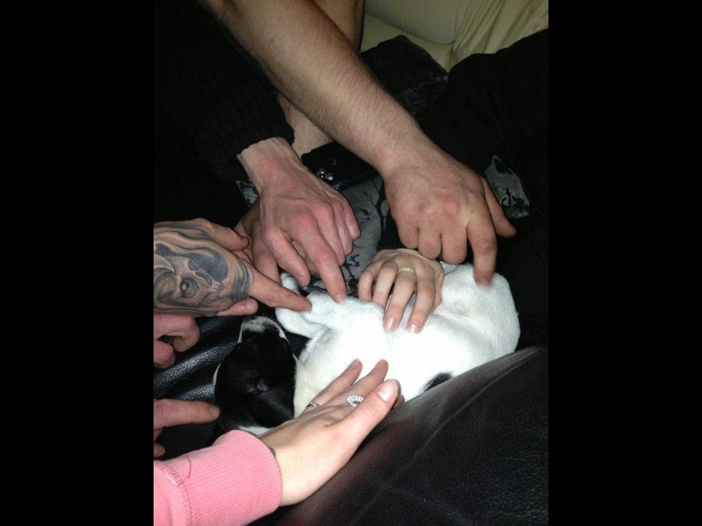 Blanding af racer Frank billede 6