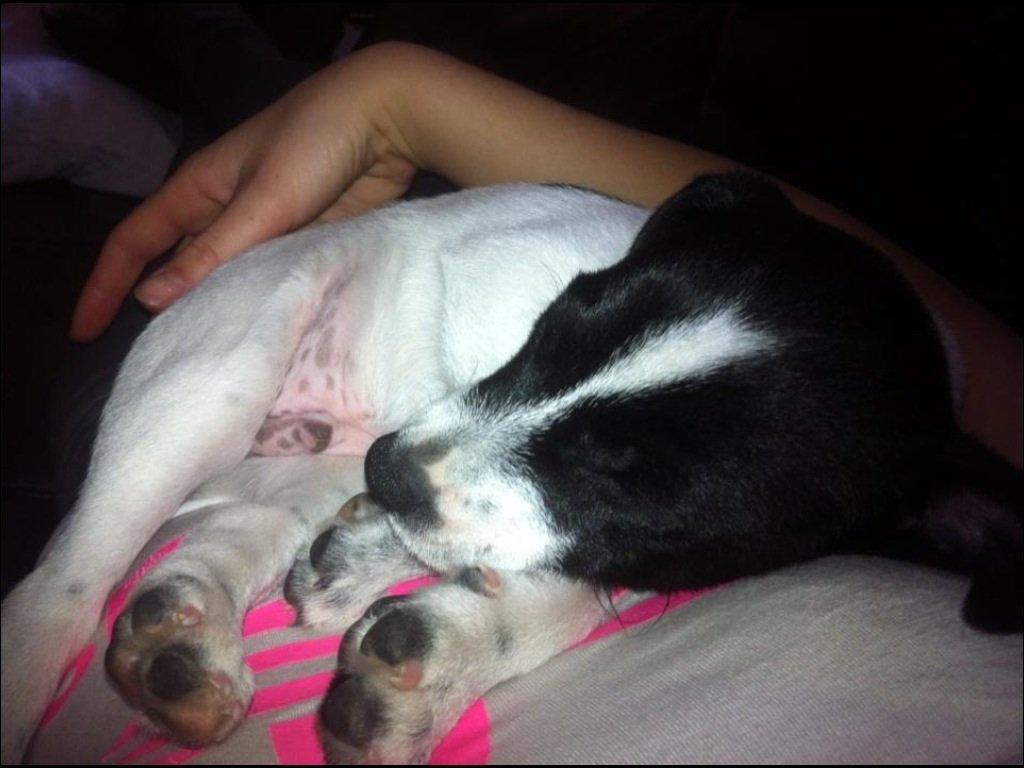 Blanding af racer Frank billede 7