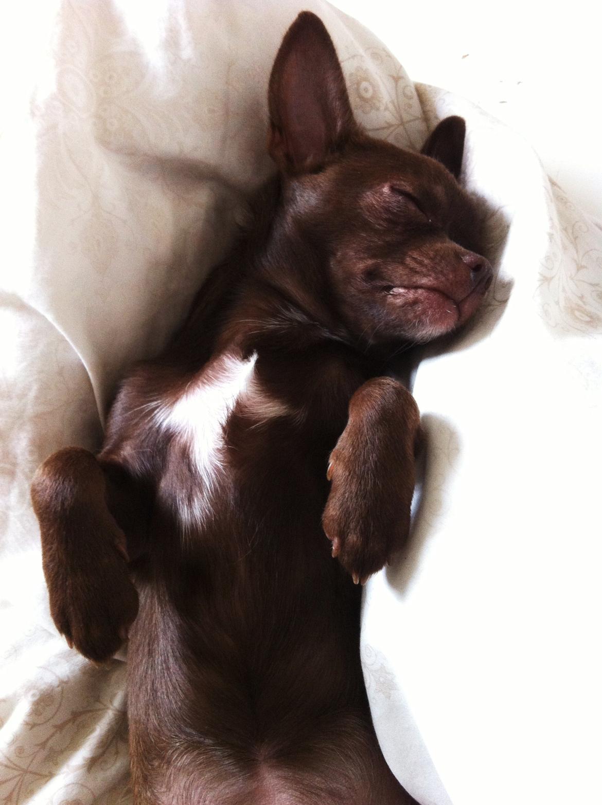 Chihuahua Chicka billede 10