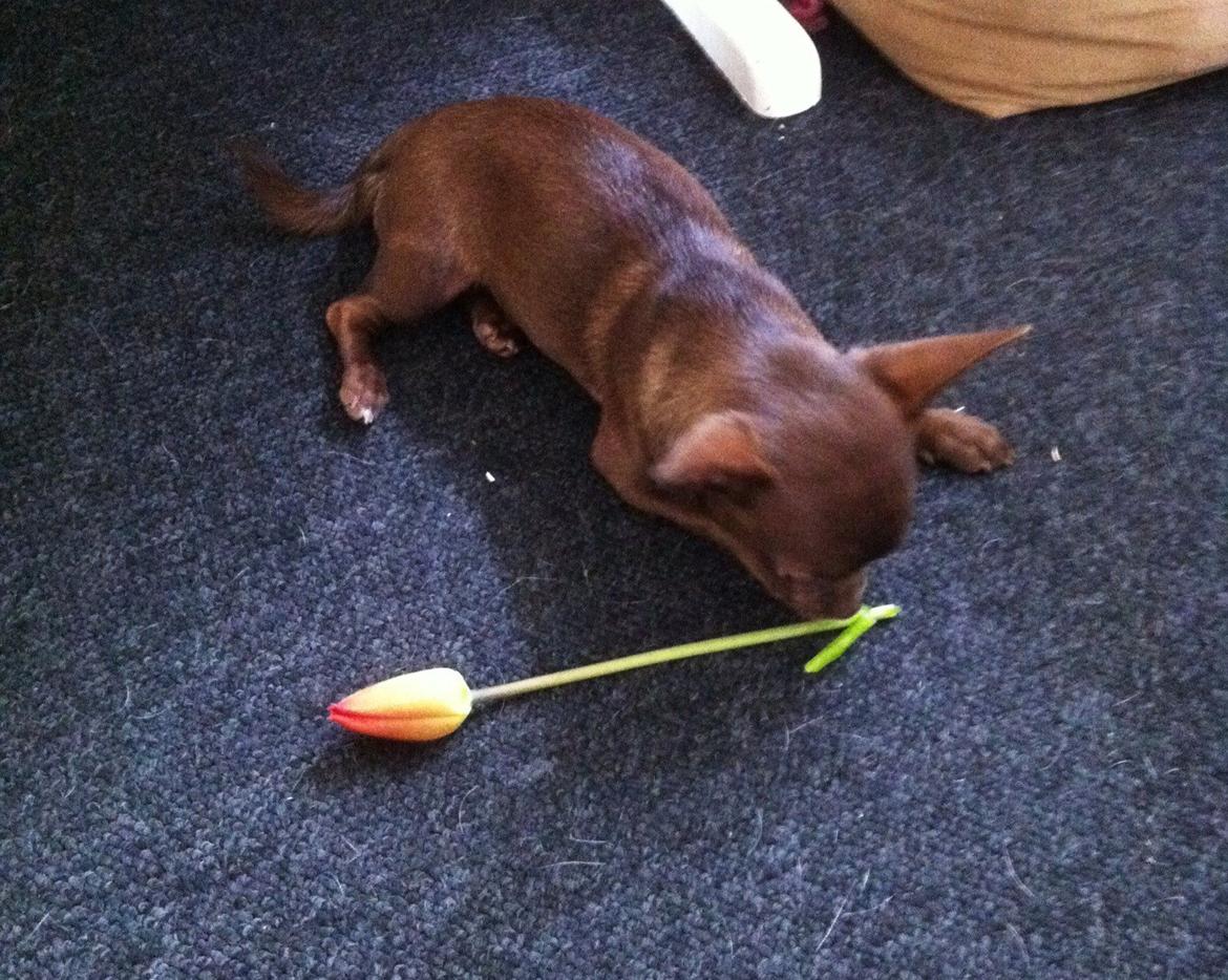 Chihuahua Chicka billede 11