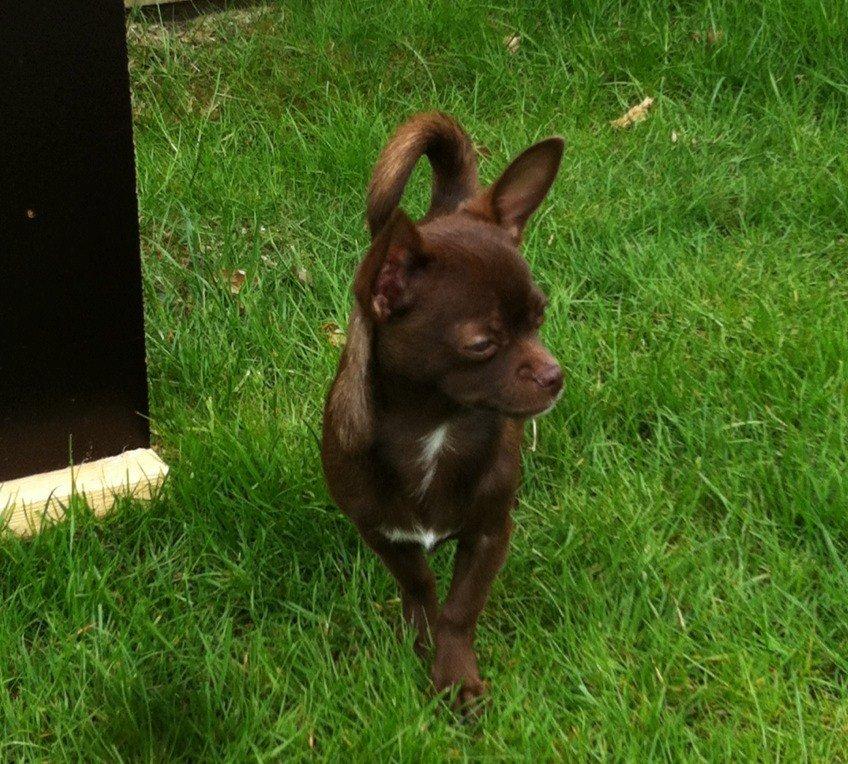 Chihuahua Chicka billede 12