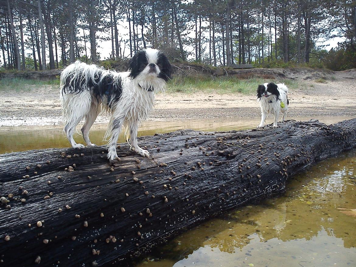 Japanese Spike - Ved stranden i Ø. Hurup 2011. Spike elsker at lege i vandkanten :) billede 19