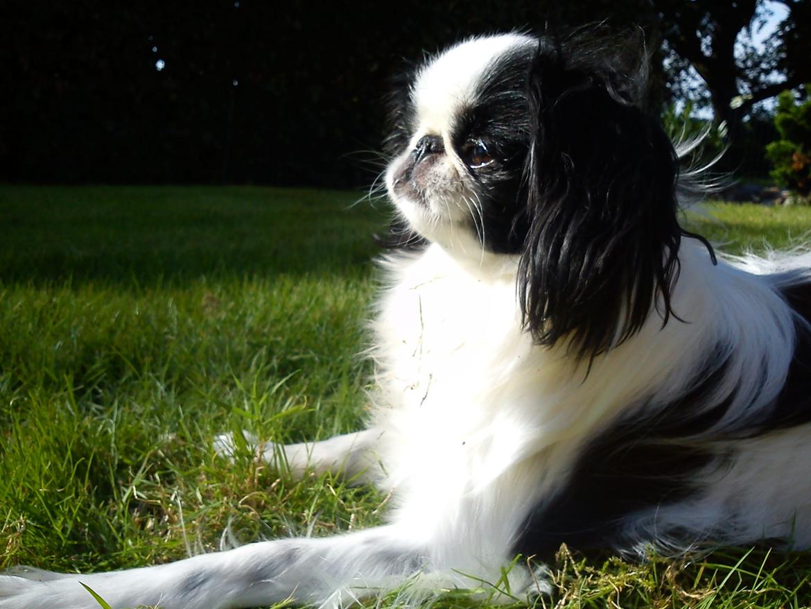 Japanese Spike - Spike nyder solen i haven. Sommeren 2012 billede 20