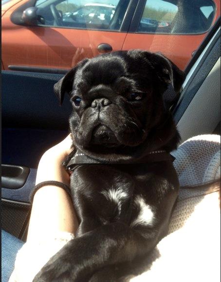 Mops Nelly - Nelly sidder og soler sig i mors arme i bilen.  billede 1