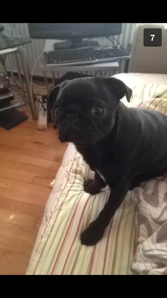 Mops Nelly - Nelly tør ikke selv hoppe ned fra sengen endnu, så her sidder hun pænt og venter på hun bliver båret ned ;-) billede 2