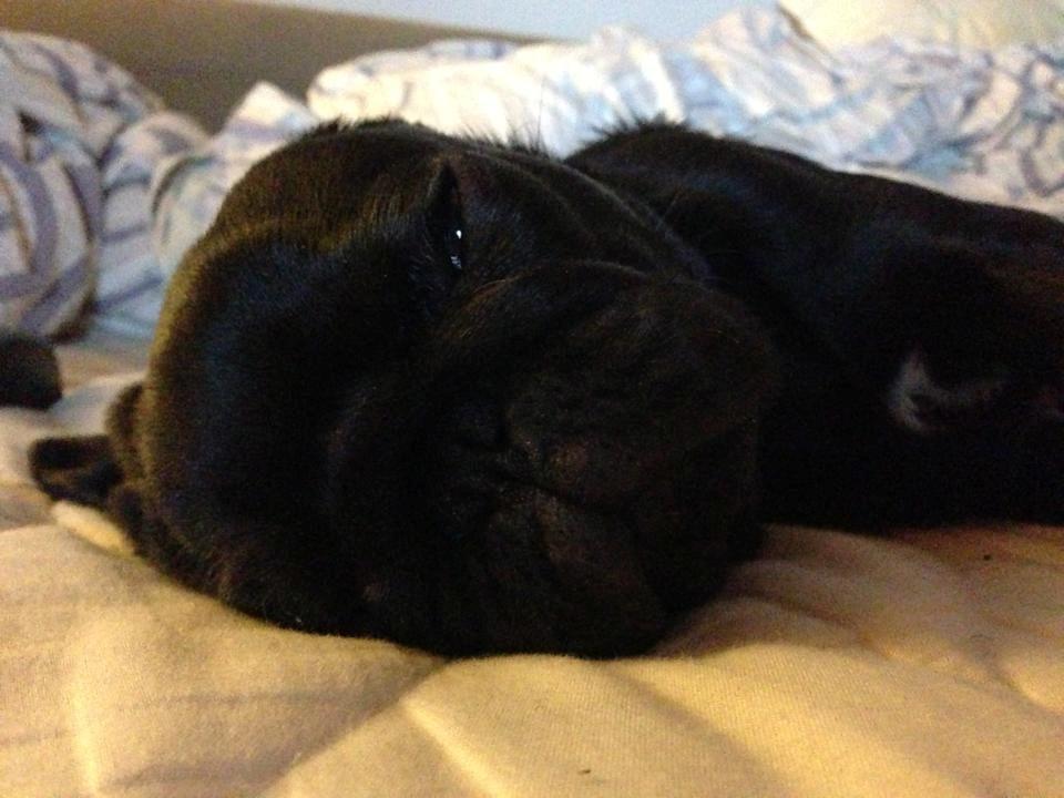 Mops Nelly - En meget træt Nelly efter en lang dag i haven med Bella. billede 3