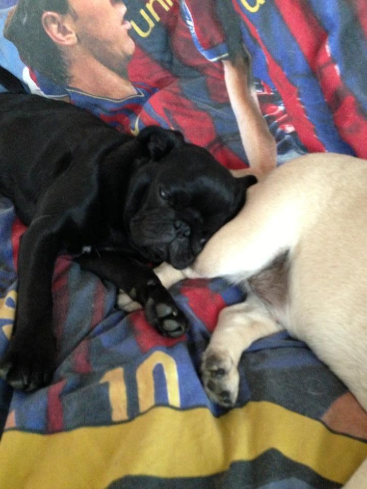 Mops Nelly - Nelly og Bella der ligger og hygger. billede 4