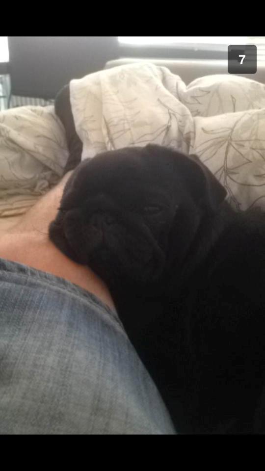 Mops Nelly - Nelly der ligger og slapper af med far.  billede 5