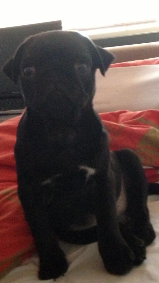 Mops Nelly - Et billede af Nelly nogle uger efter vi hentede hende.  billede 6