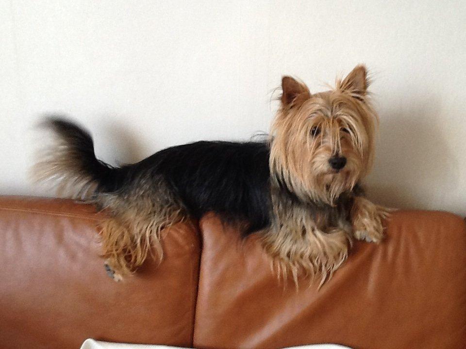 Australsk terrier Bølle billede 6