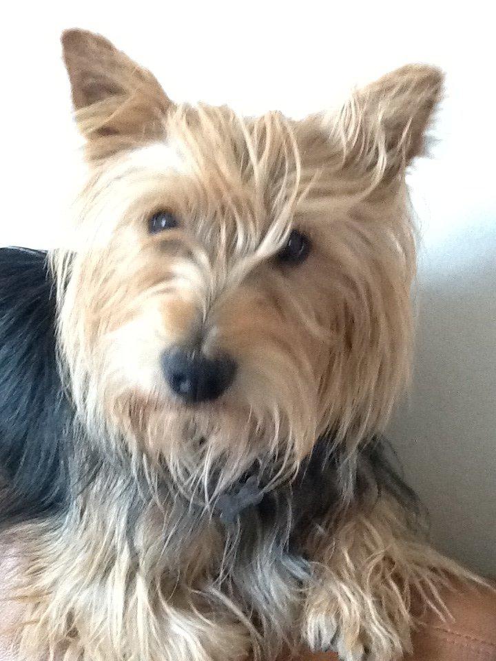 Australsk terrier Bølle billede 7