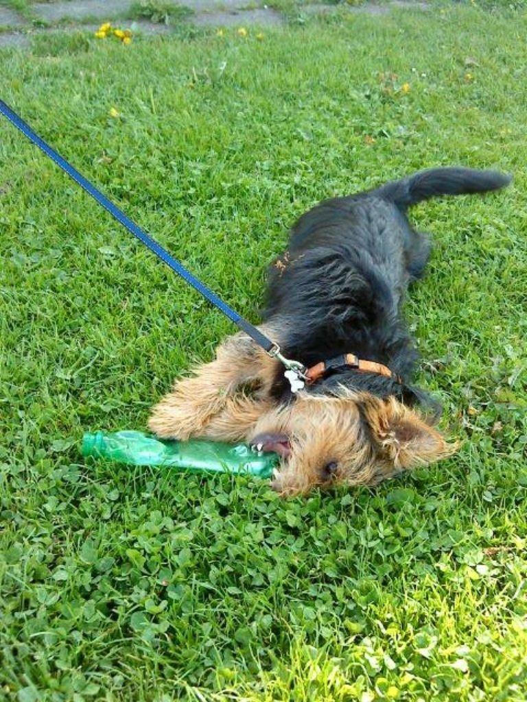 Australsk terrier Bølle billede 8