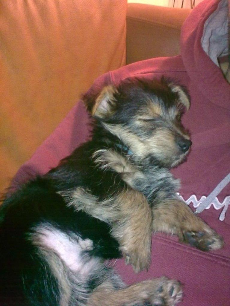 Australsk terrier Bølle billede 9