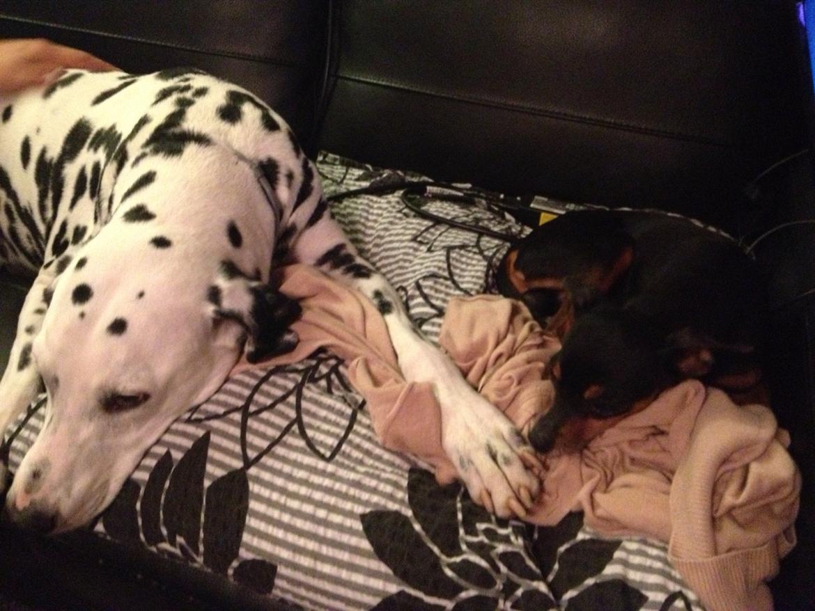 Prazsky krysarik Choko billede 1