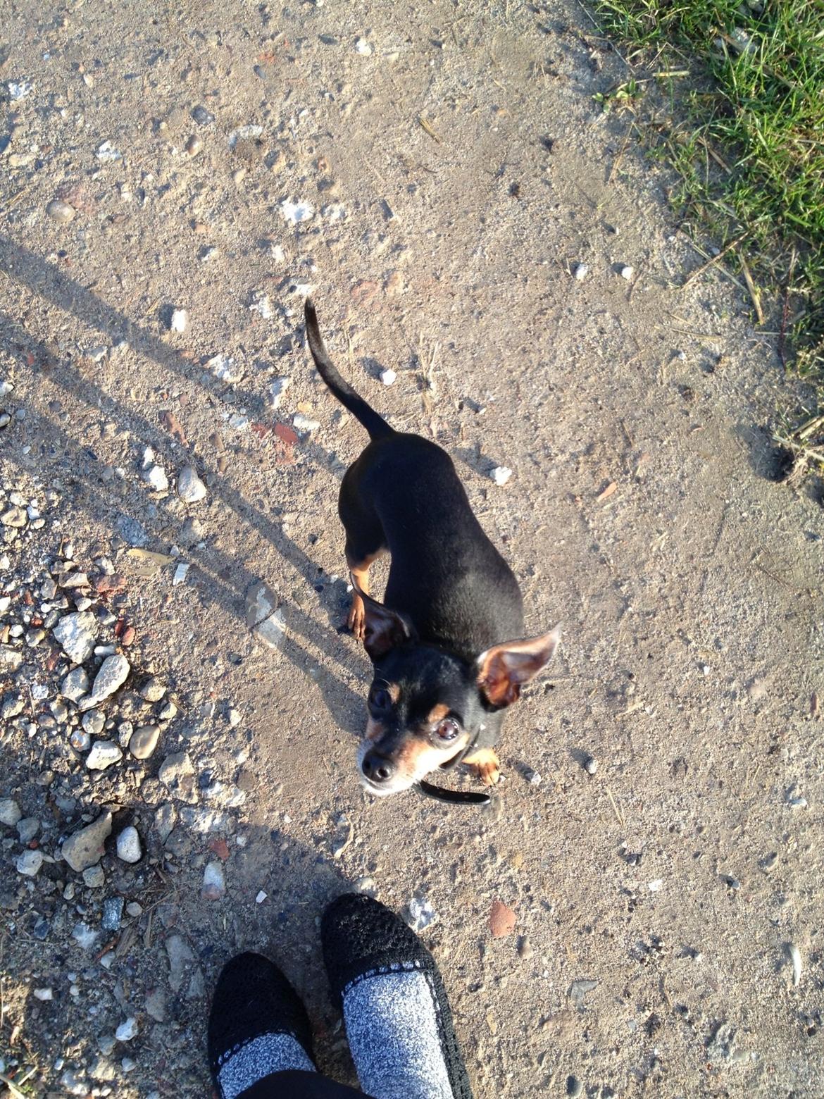 Prazsky krysarik Choko billede 2