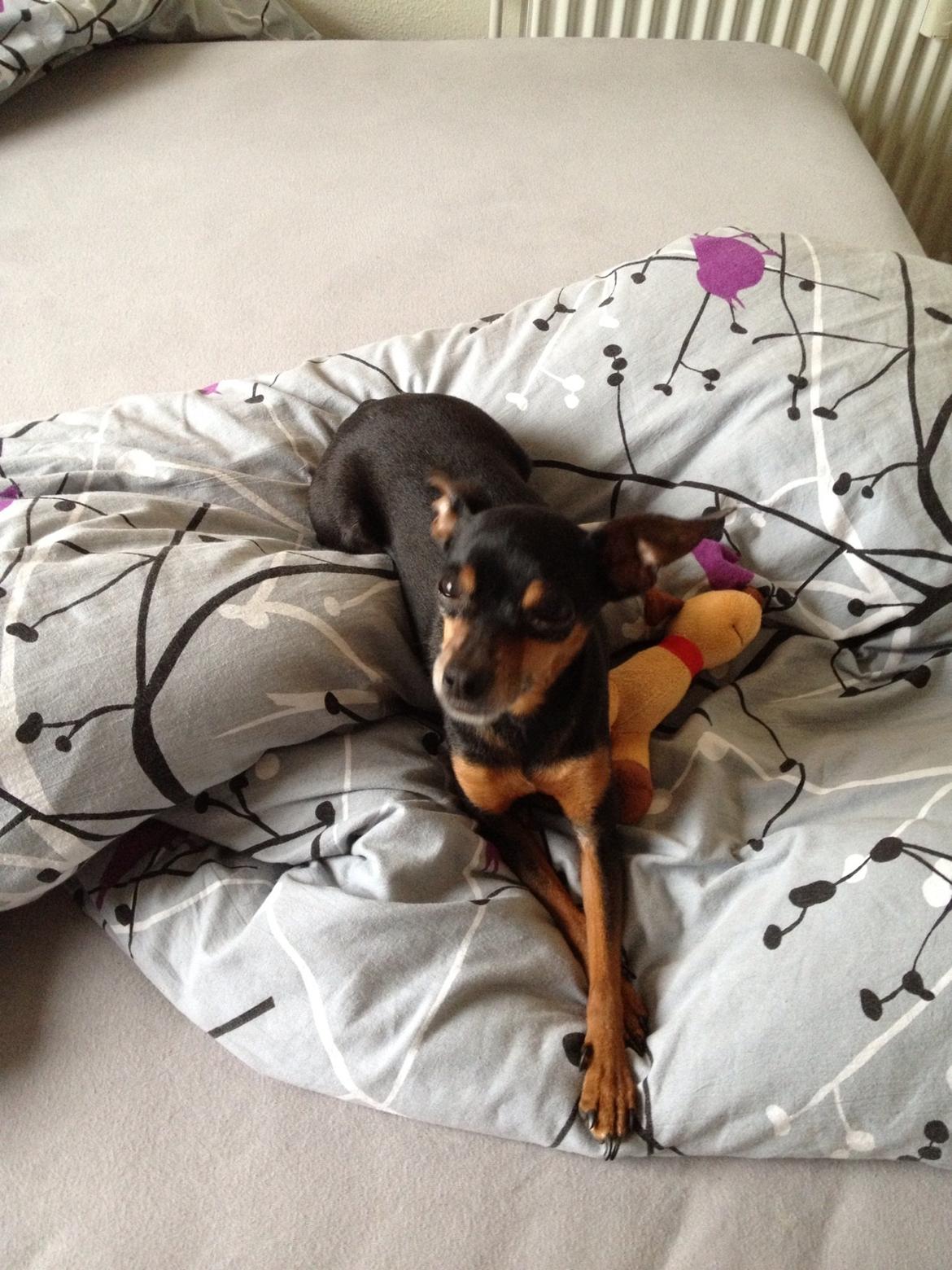 Prazsky krysarik Choko billede 3