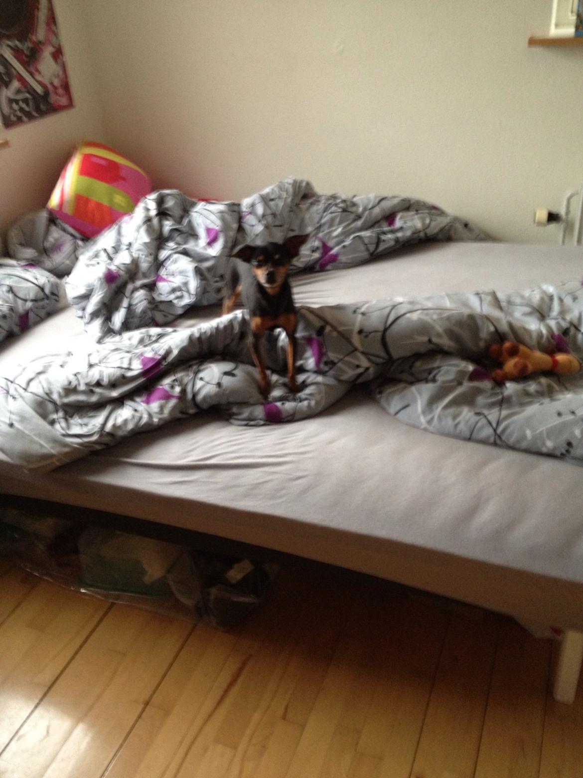 Prazsky krysarik Choko billede 4