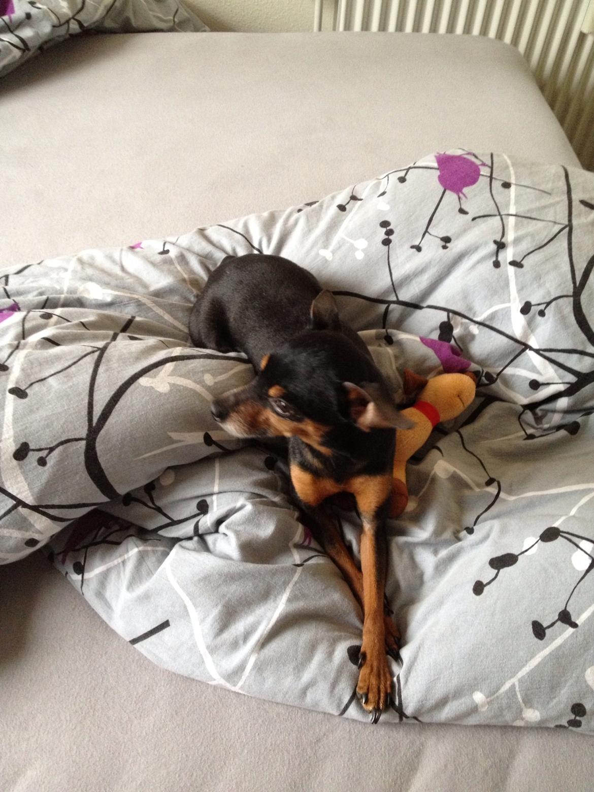 Prazsky krysarik Choko billede 5