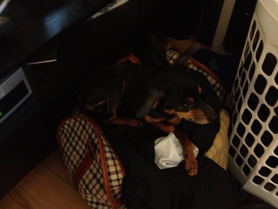 Prazsky krysarik Choko billede 6