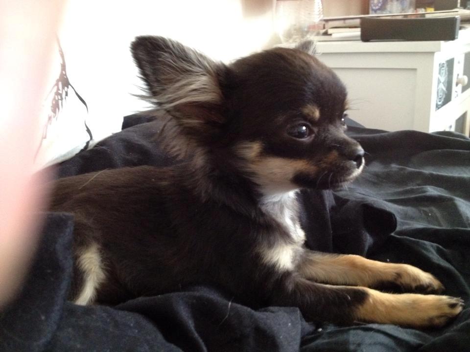 Chihuahua Lucky - 4,5 mdr billede 18