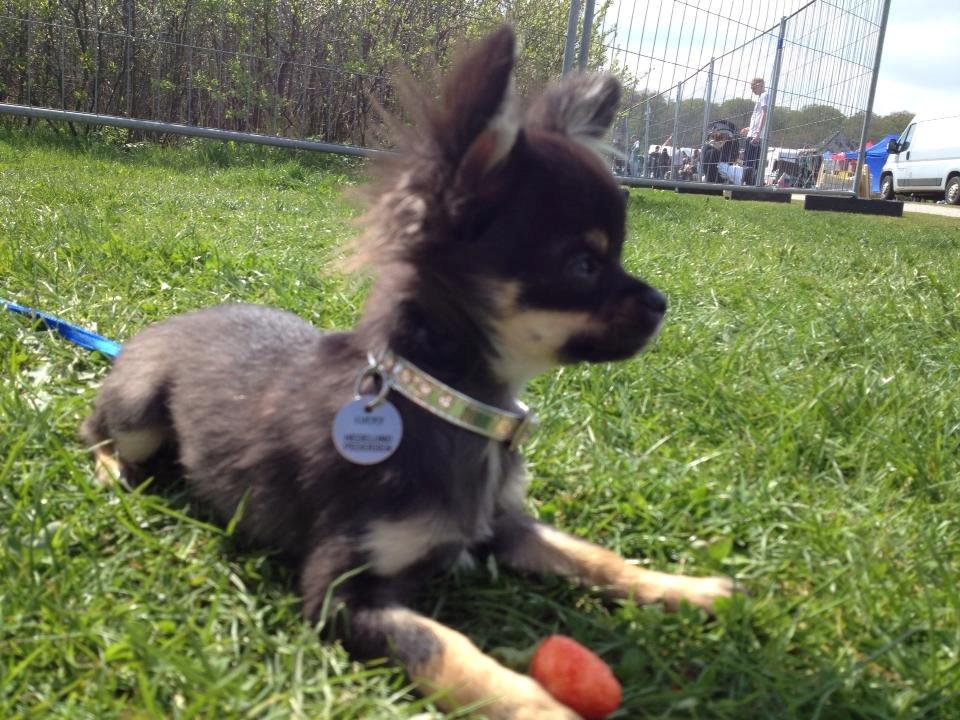 Chihuahua Lucky - 4,5 mdr billede 19