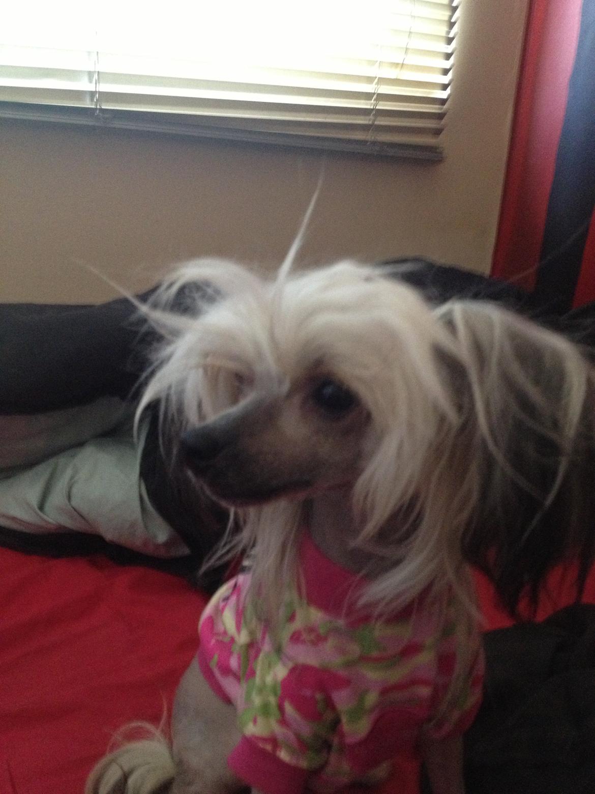 Chinese crested hårløs Zoey - 04-05-2013 billede 1