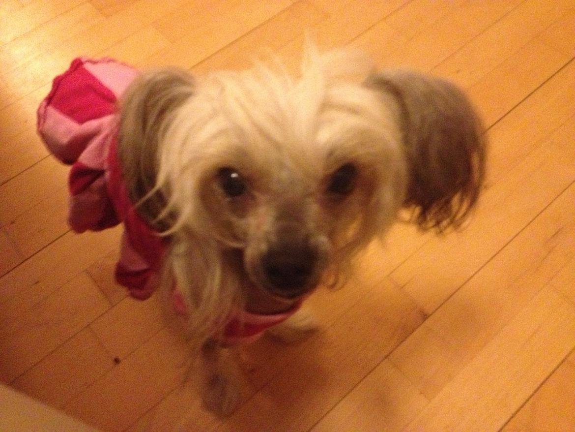 Chinese crested hårløs Zoey - 01-05-2013 billede 2