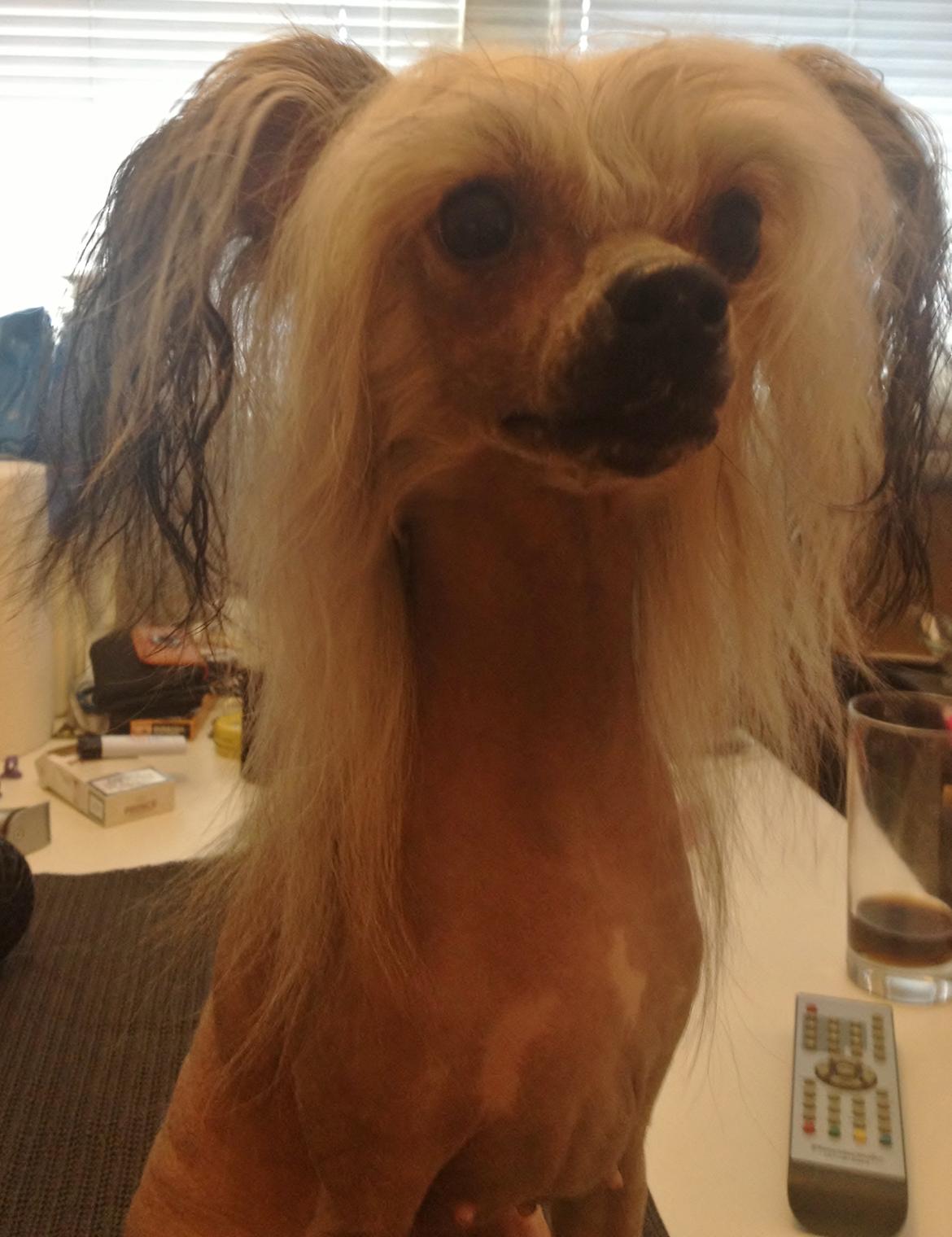 Chinese crested hårløs Zoey - 30-04-2013 billede 3