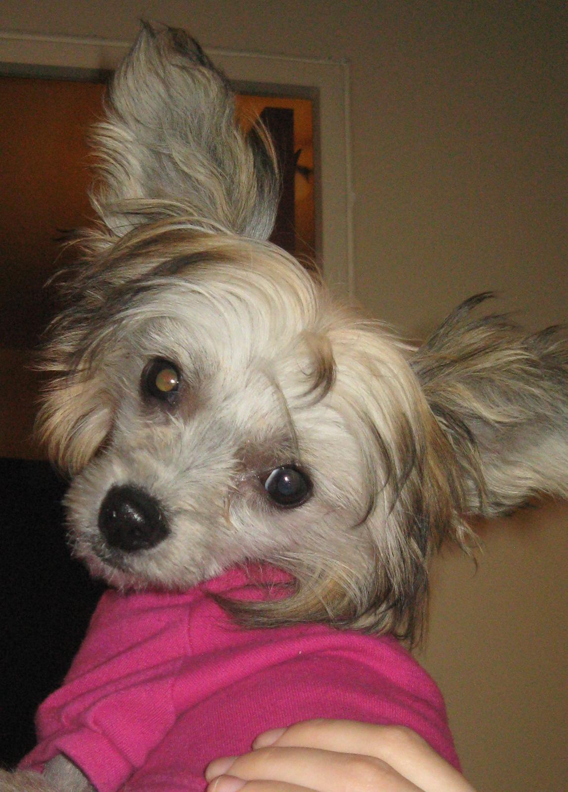 Chinese crested hårløs Zoey - 13-04-2012 billede 6