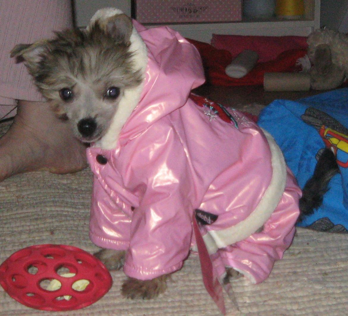 Chinese crested hårløs Zoey - 14-01-2012 billede 7