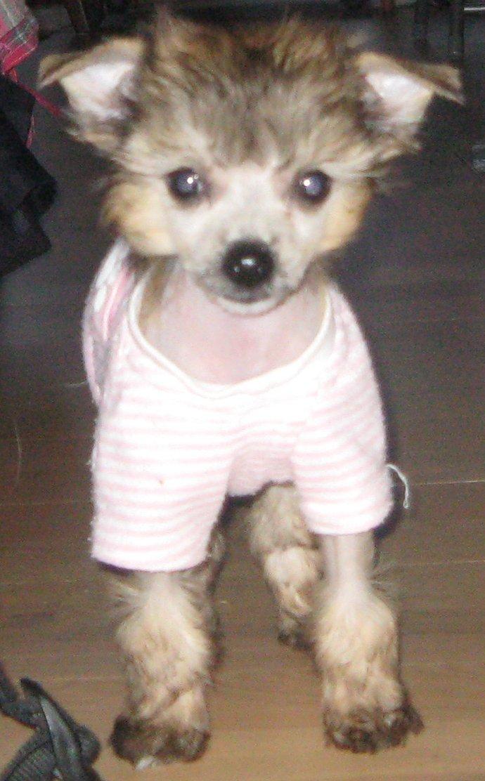 Chinese crested hårløs Zoey - 25-12-2012 billede 9