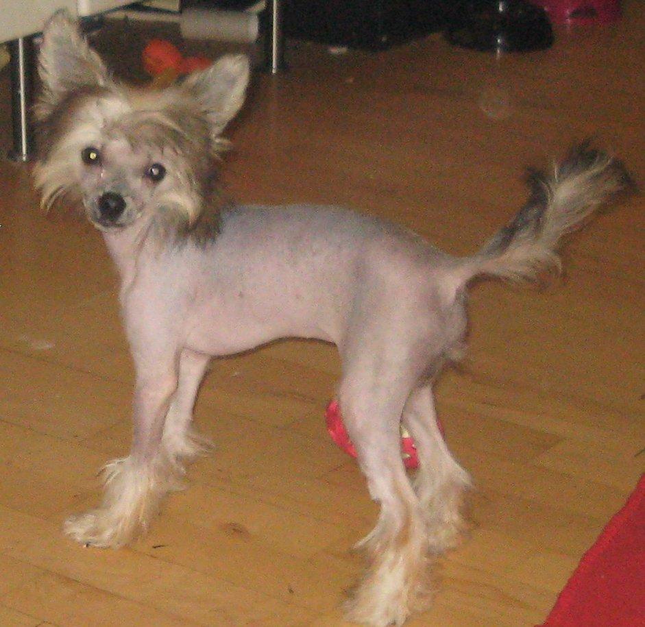 Chinese crested hårløs Zoey - 28-02-2012 billede 5