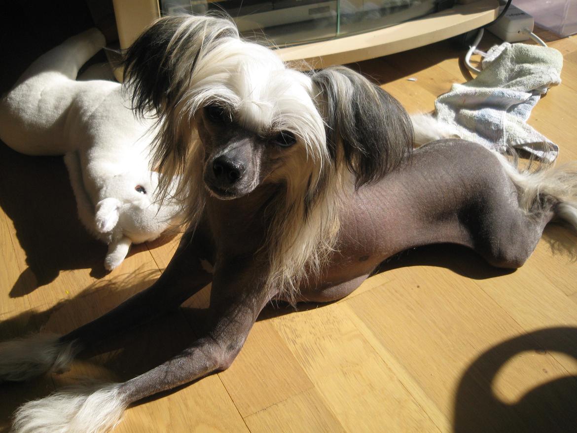 Chinese crested hårløs Zoey - 29-08-2012 billede 4
