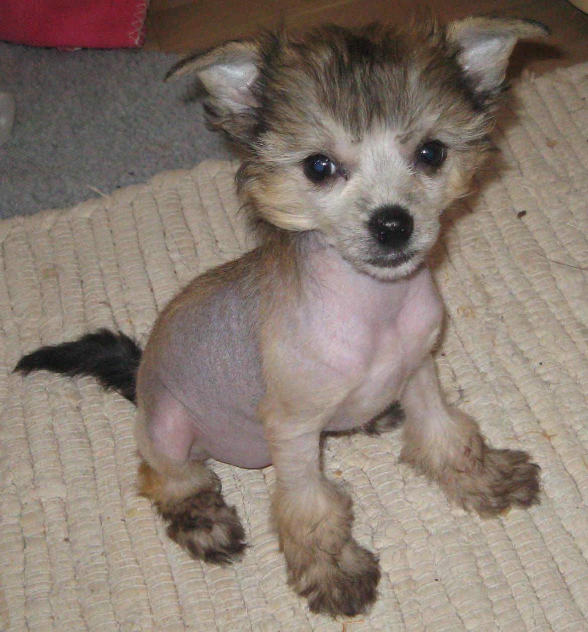 Chinese crested hårløs Zoey - 30-12-2012 billede 8