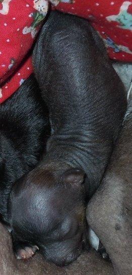 Chinese crested hårløs Zoey - 16-10-2011
1 dag gammel billede 13