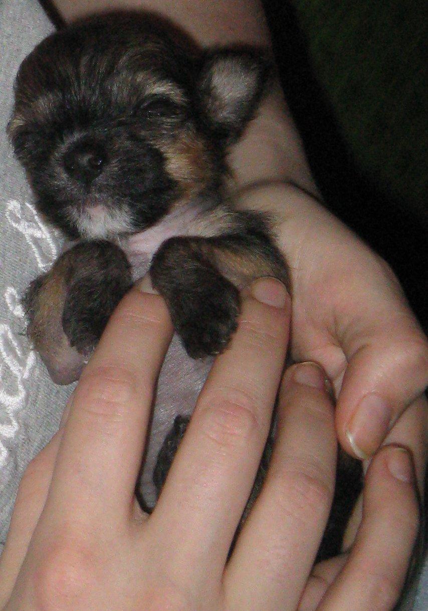 Chinese crested hårløs Zoey - 4 uger billede 11