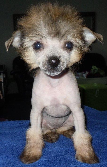 Chinese crested hårløs Zoey - 8 uger billede 10