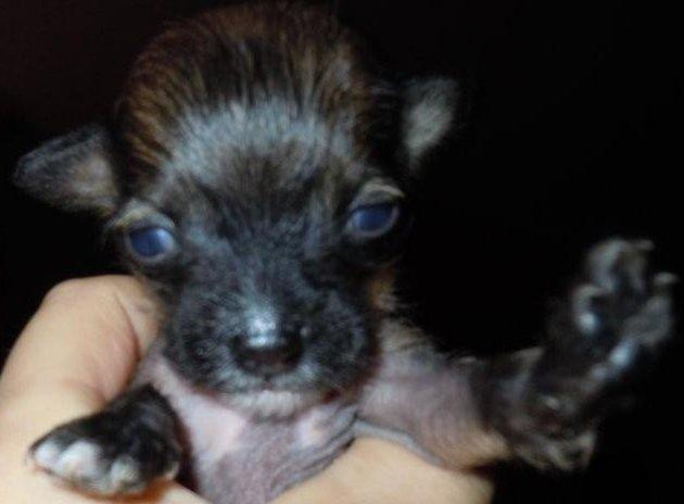 Chinese crested hårløs Zoey - 19 dage billede 12