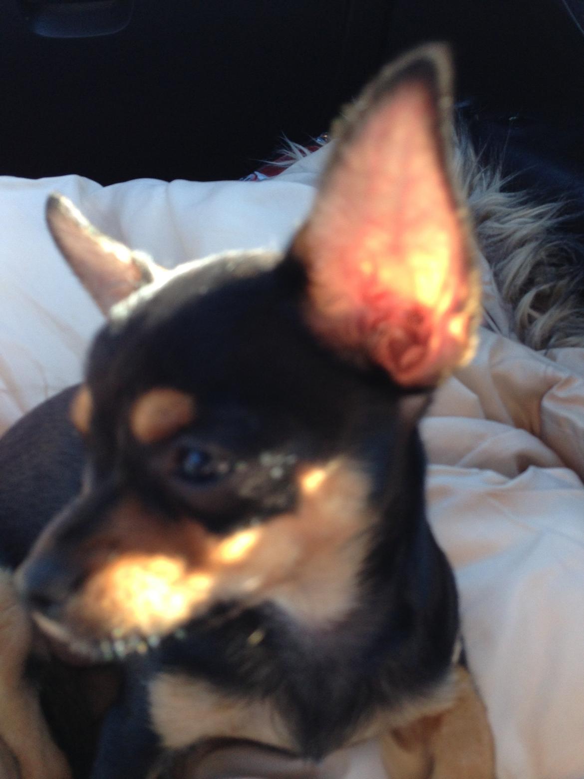 Chihuahua Nela (R.I.P) billede 1