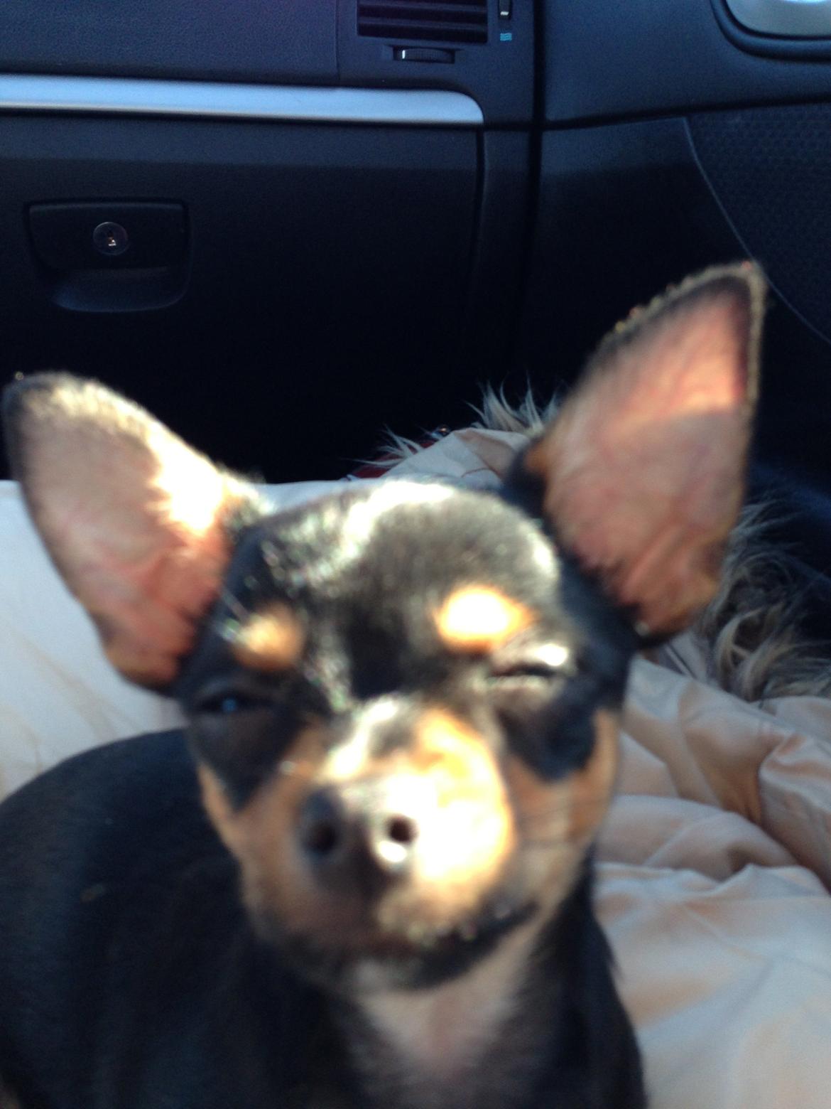 Chihuahua Nela (R.I.P) billede 2