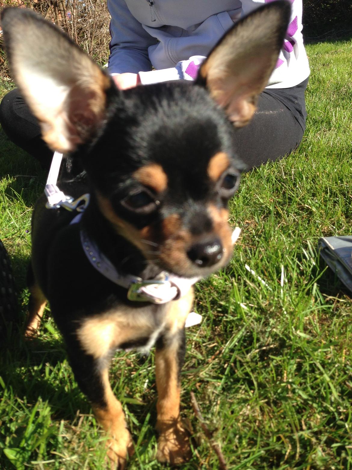 Chihuahua Nela (R.I.P) billede 3