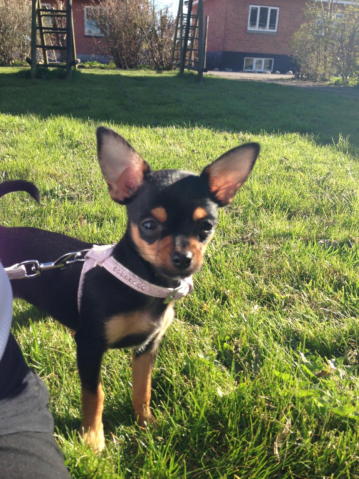 Chihuahua Nela (R.I.P) billede 5