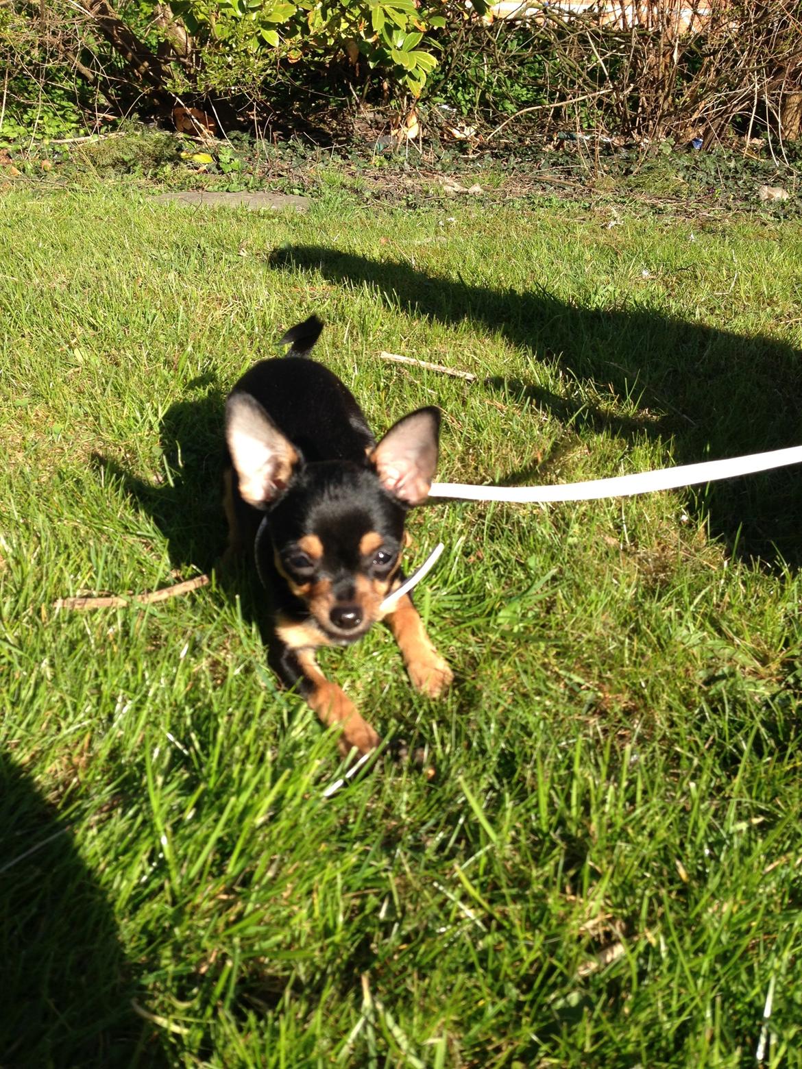 Chihuahua Nela (R.I.P) billede 4