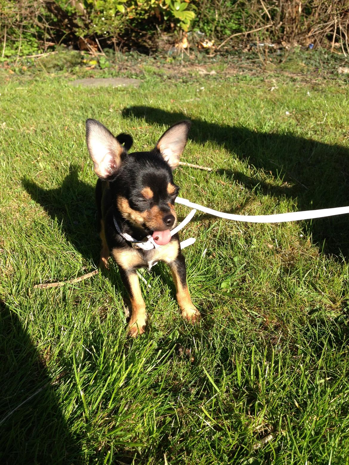 Chihuahua Nela (R.I.P) billede 7