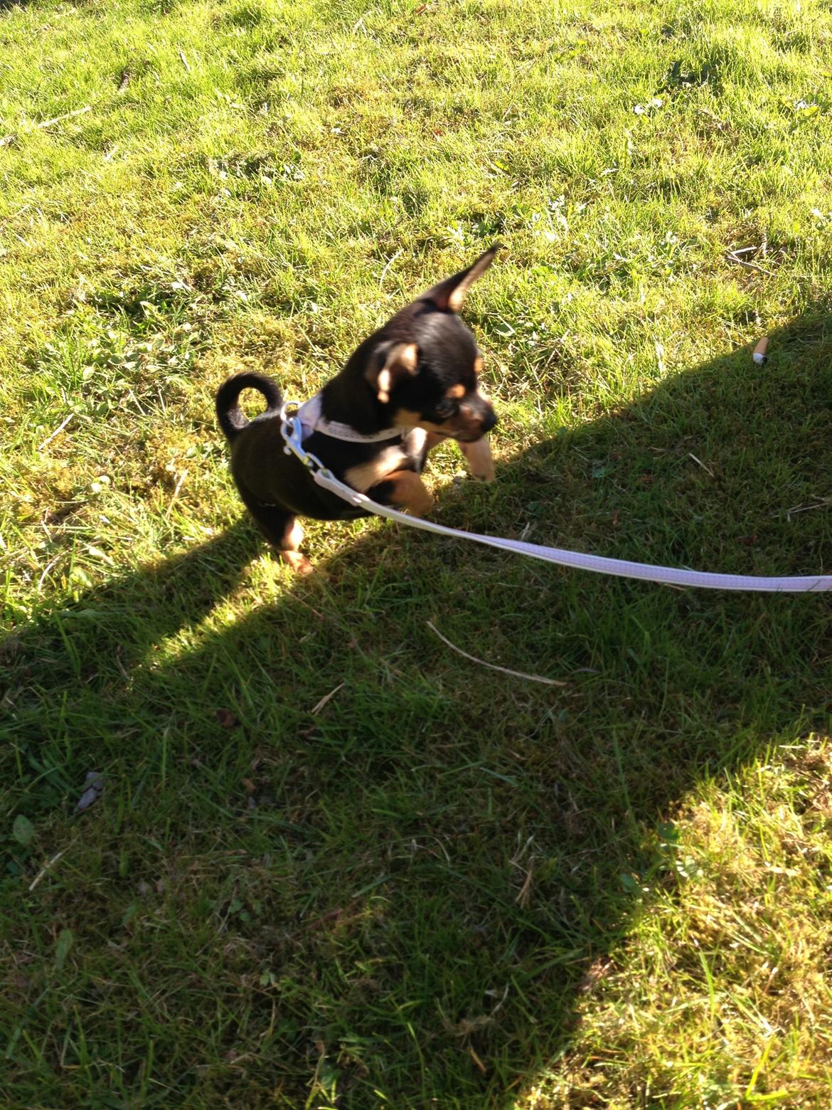 Chihuahua Nela (R.I.P) billede 8