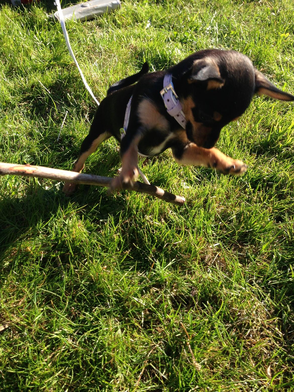 Chihuahua Nela (R.I.P) billede 9