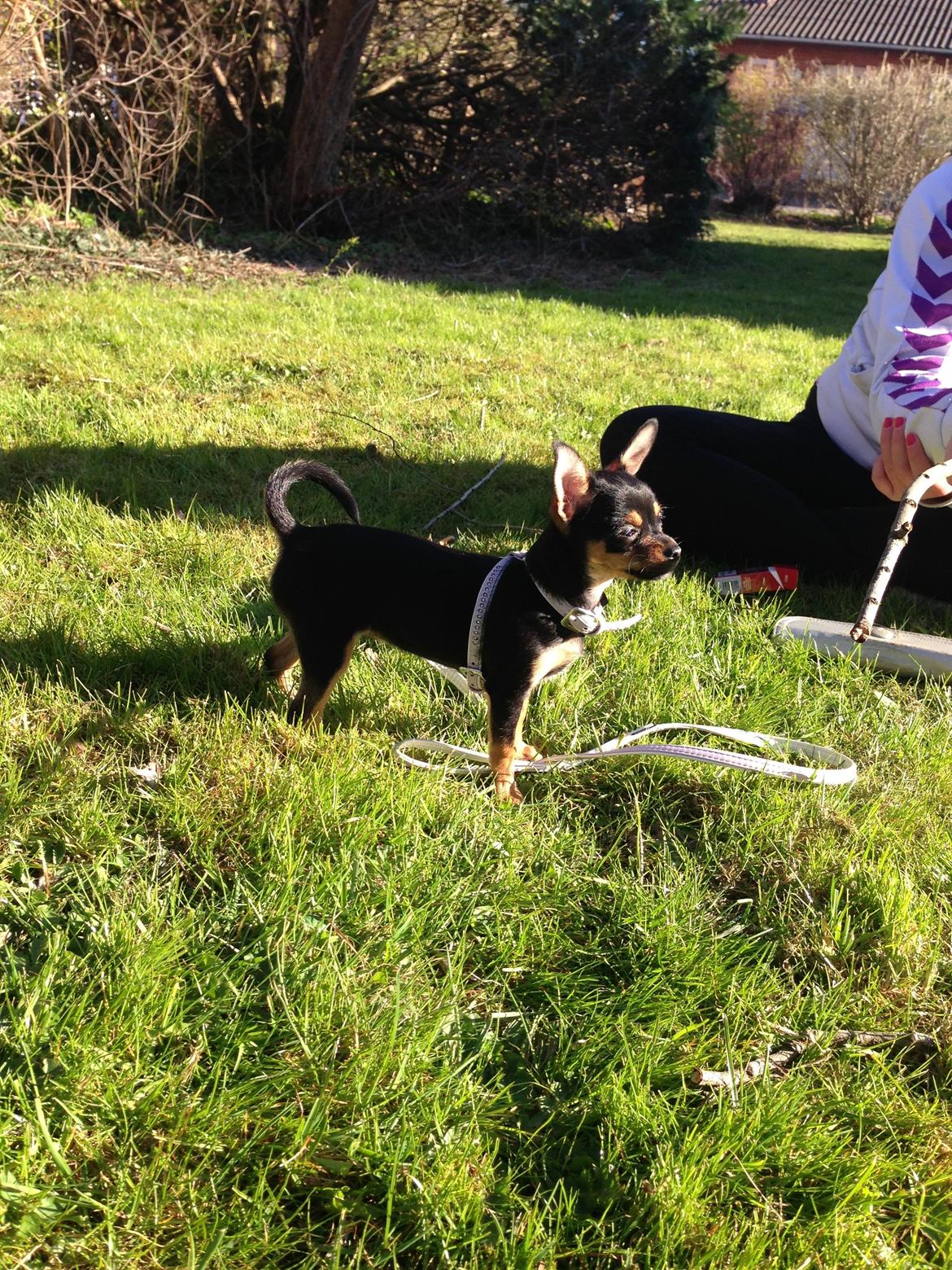 Chihuahua Nela (R.I.P) billede 10