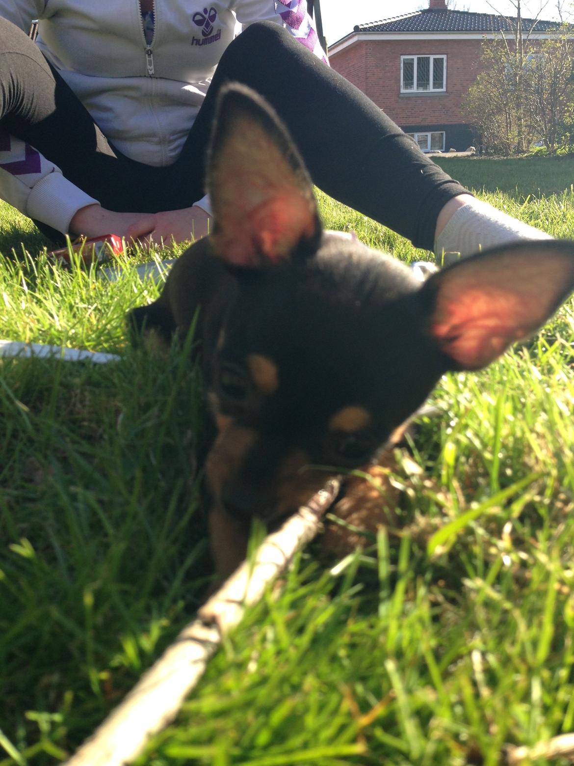 Chihuahua Nela (R.I.P) billede 11