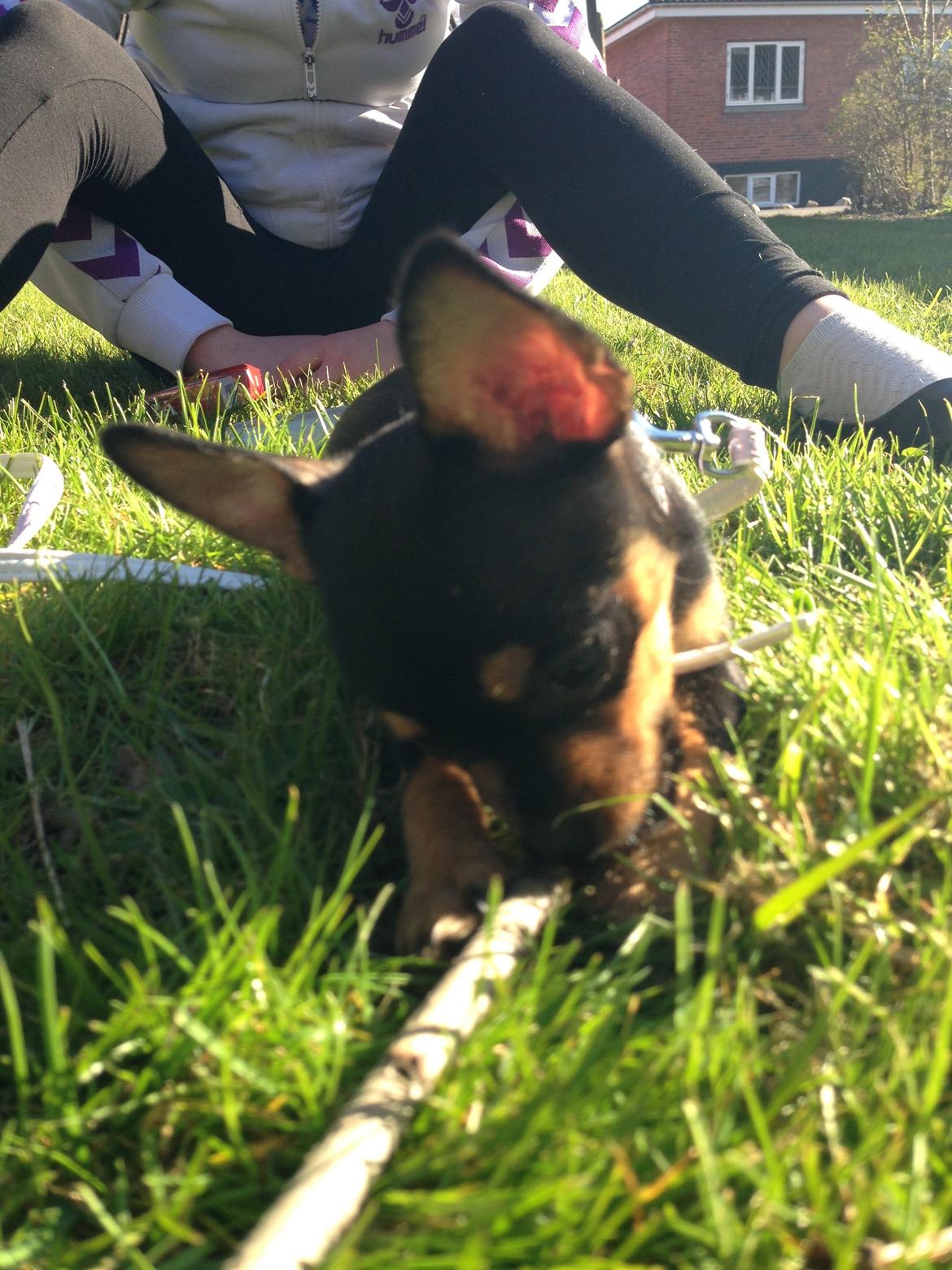 Chihuahua Nela (R.I.P) billede 12