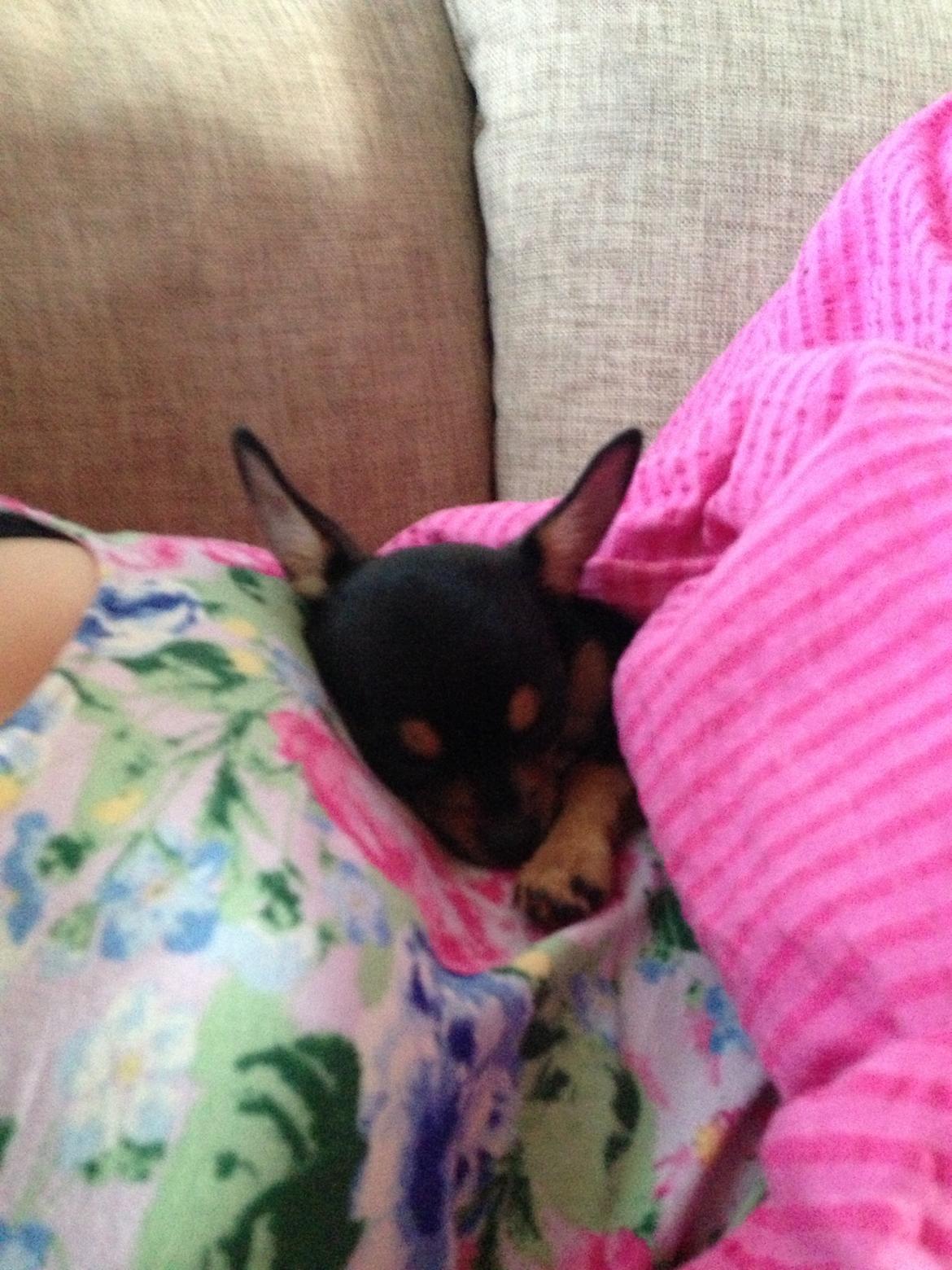 Chihuahua Nela (R.I.P) billede 13